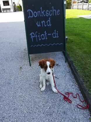 Hund Spocky Danke